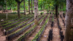 Coffee Plantation