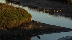 Tijuana River Estuary