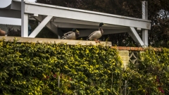 Ducks on a Perch