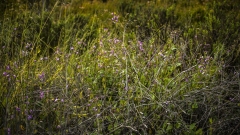 Purple Wild Flowers