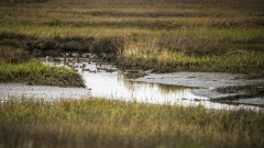 Tijuana River Estuary