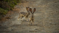 Black-Tailed Jackrabbits