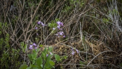 Purple Wild Flowers