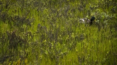 Two Ducks hidden in the grass.