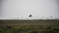 Bird in Flight