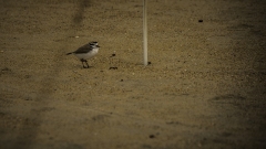 Snowy Plover