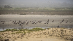 Flock of Pelicans