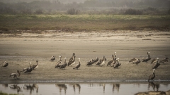 Flock of Pelicans