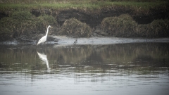 Snowy Egret