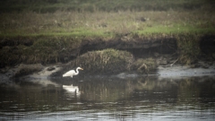 Snowy Egret