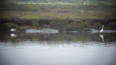 Snowy Egrets