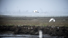 Snowy Egrets in flight