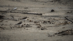 Coastal Birds