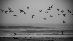 Flock of Pelicans