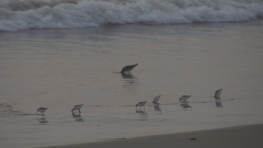 Coastal Birds