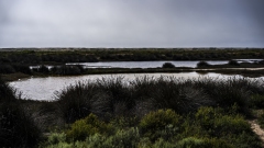 Tijuana River Estuary