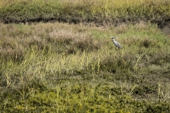 Tijuana RIver Estuary