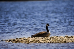 Lake Murray Goose
