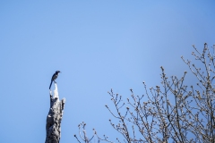 Mt. Laguna Songbird