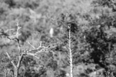 Bird on Yucca Plant at Mt. Laguna