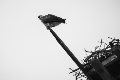 Osprey at Lake Murray, San Diego California 