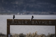 Magpies at Washoe Lake, Nevada