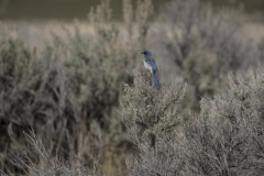 Blue Jay at Washoe Lake, Nevada