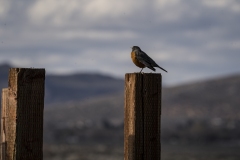 Robin at Washoe Lake, Nevada