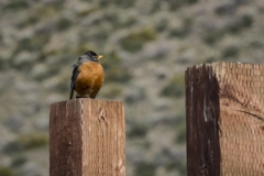 Robin at Washoe Lake, Nevada