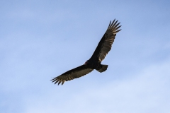 Eagle at Washoe Lake, Nevada