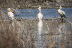 Pelicans at Lahontan Lake, Nevada