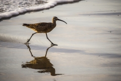 Seabird of San Diego