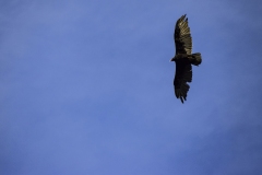 Condor at Pinnacles National Park