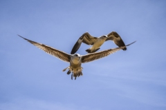Sea Gulls of Fiesta Island