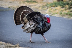Wild Turkey at Lake Morena, California