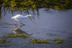 Ibis