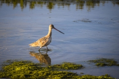 Seabird of San Diego