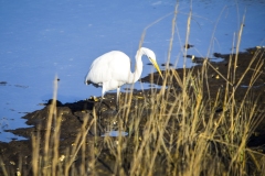 Ibis