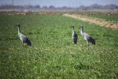 Sandhill Cranes