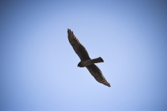 Hawk in Flight