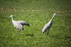 Sandhill Cranes