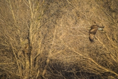 Hawk in Flight