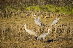 Sandhill Cranes