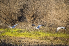 Sandhill Cranes