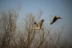 Sandhill Cranes