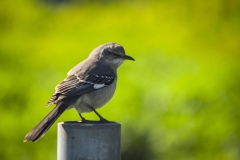 Songbird in Lodi, California