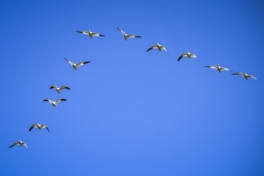 Geese at Lodi, California