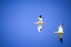 Geese at Lodi