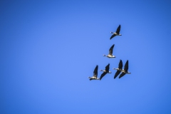 Geese at Lodi, California