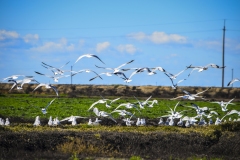 Seagulls at Lodi, California